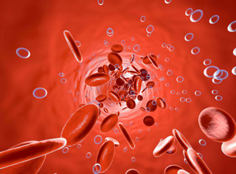 赤血球のイメージ