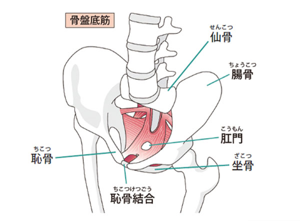 骨盤底筋ケア